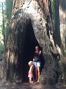 (14) Sequoia...GROOT dus