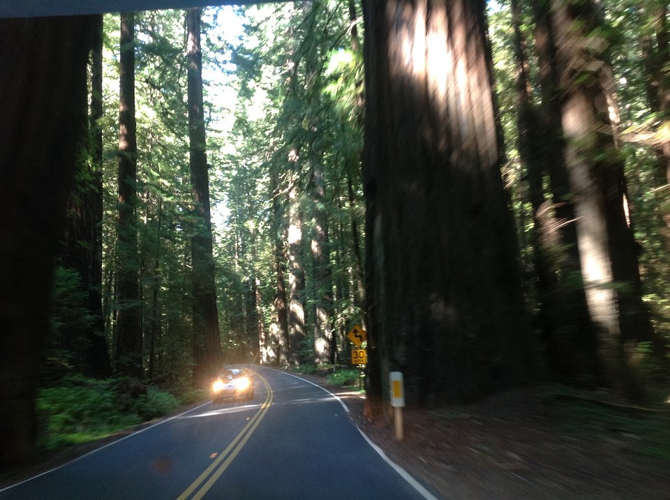(14) Avenue of the Giants