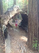 (14) Sequoia -2-