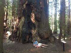 (14) Sequoia