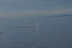 (14) humpback whale -2-