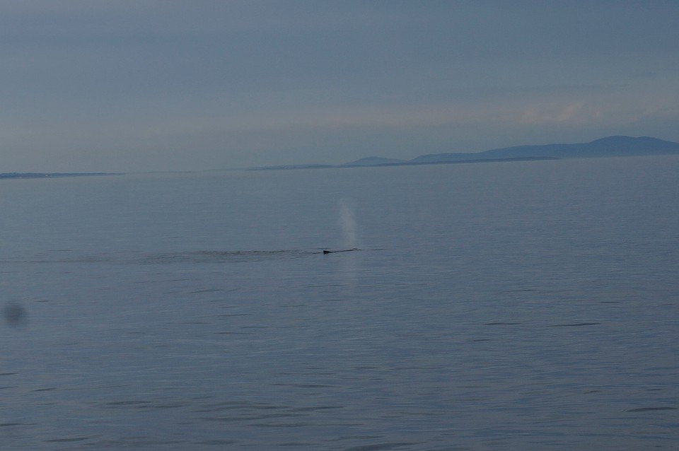 (14) humpback whale -2-