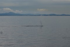 (14) Humpback whale