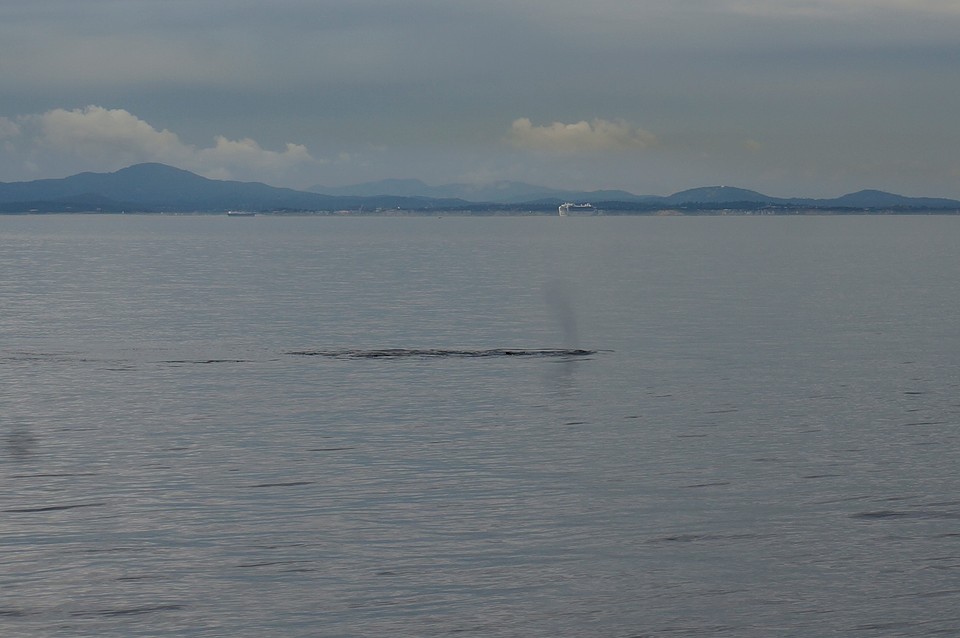 (14) Humpback whale