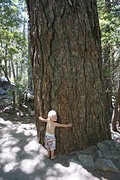 (14) Eerste Sequoia