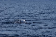(15) Humpback in zicht