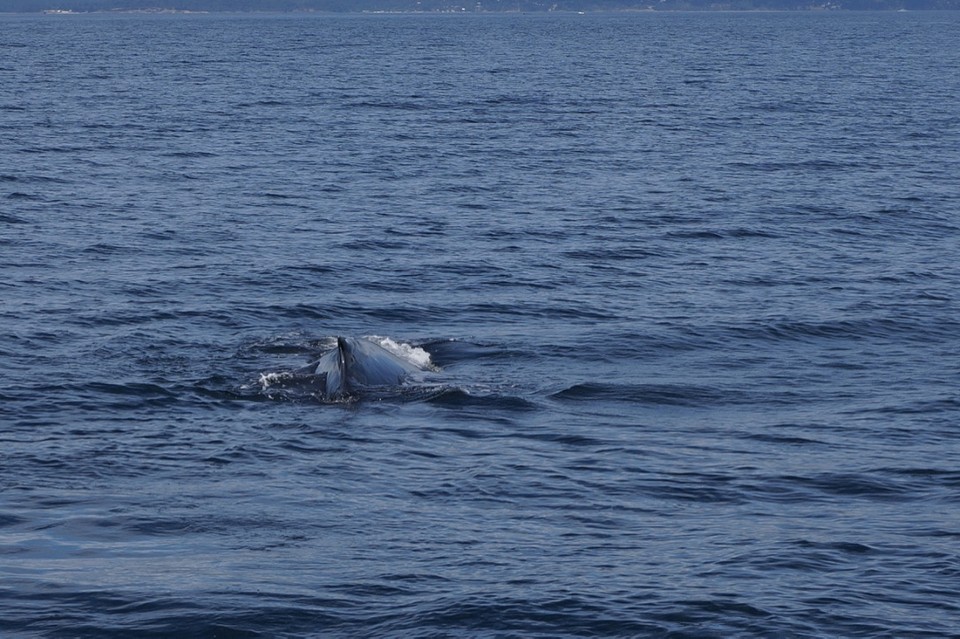 (15) Humpback in zicht