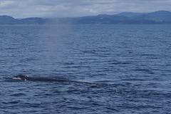 (15) Humpback in zicht -2-