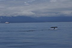 (15) Humpback tail