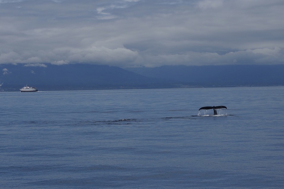 (15) Humpback tail