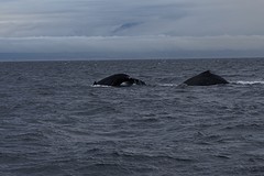 (15) duiken in tandem