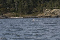 (15) Orca breaching -2-