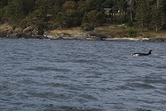 (15) Orca vrouwtje