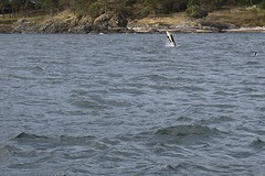 (15) Orca breaching
