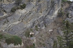 (15) BigHorn sheep