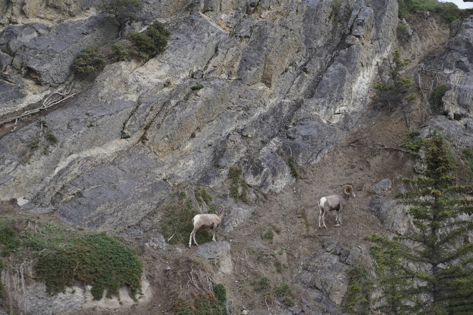 (15) BigHorn sheep
