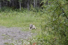 (15) rouwende wolf