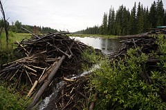 (15) bever dam