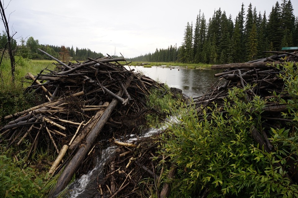 (15) bever dam