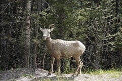 (15) beest