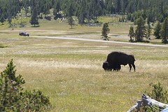 (15) Bison