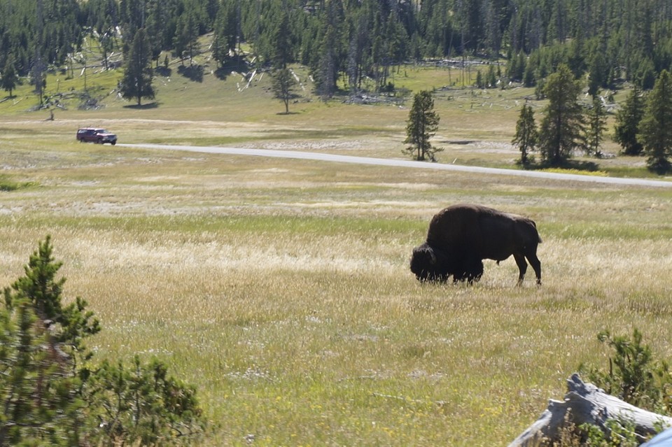(15) Bison