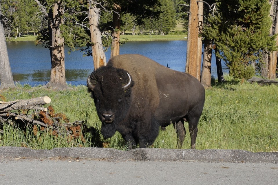 (15) bison -2-