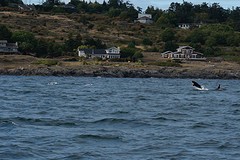 (15) Orca breaching -3-