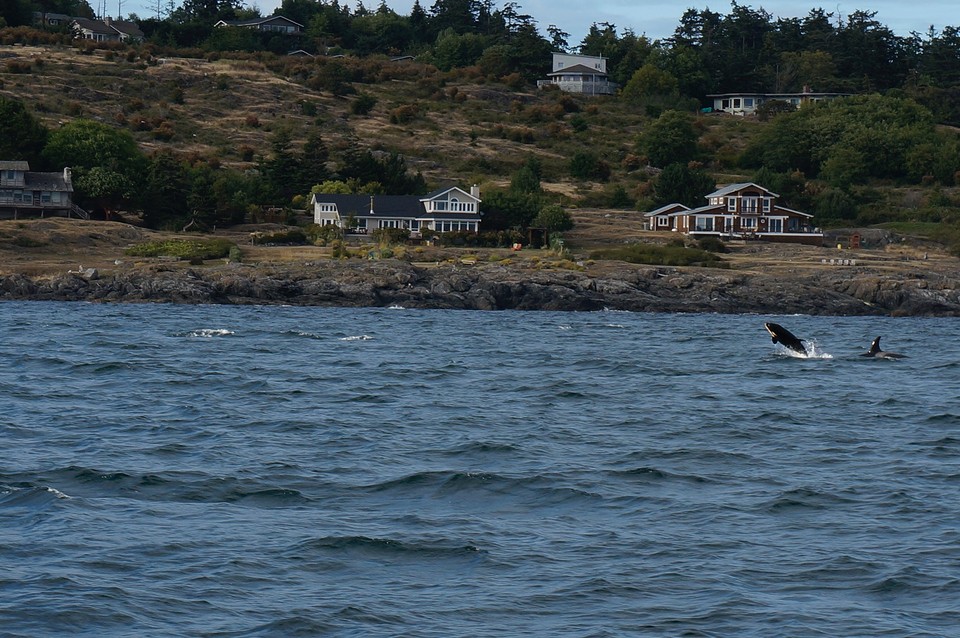 (15) Orca breaching -3-