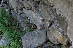 (16) 'Lijkt op een bever, maar is het niet'