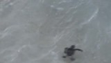 mini schildpadjes