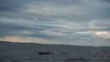 Walvis komt boven