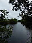 everglades 2