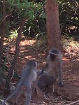 Monkey Fight