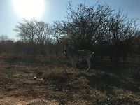 Zebra Phelwana Game Lodge
