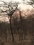 Giraffe in de achtertuin