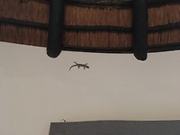 Gekko in the House