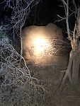 Night game drive Olifant