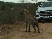 Hyena