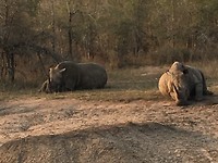 Rhinos