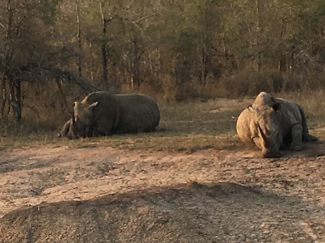 Rhinos
