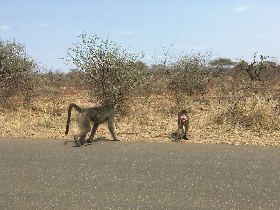 Baboons ass
