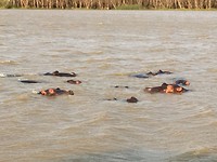Hippos