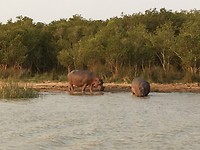 Hippo uit het water