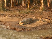 Krokodil