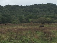 Neushoorn