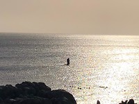 Walvis vin