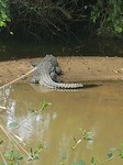 Crocodile lake