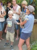 ik heb een koala ge aait.