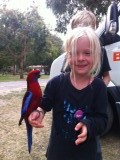 Crimson Rosellas houden van kinderen met vogelvoer